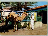 La Marsa - Cafe du Saf-Saf Dromedar