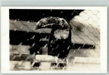 Tukan Vogel