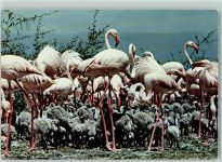 African Wild Life - Flamingos AK Vogel