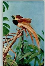 Paradiesvogel Vogel