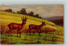 Nr. 1368 von W. Hoy - Rehe im Sommer - Jagdtiere AK Degi Künstlerkarte