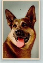 Gute Erhaltung Schäferhund