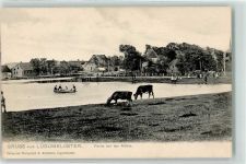 Lügumkloster Logumkloster Sogn 1907 - bei der Mühle Kühe