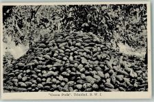 Cocoa Pods