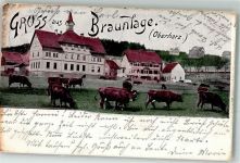 38700 W3389 Braunlage 1899 Foto AK Kühe