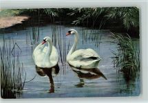 Serie 227 - Schwäne auf dem Teich Schönian, A.