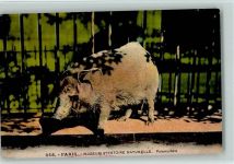 Potamochere Schwein
