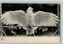 Papagei breitet die Flügel aus ca 1905 AK Papagei