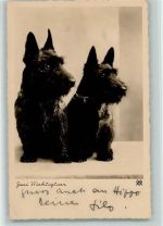 Scottisch Terrier Zwei Wichtigen ca 1936 Foto AK Hund