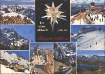 Echtes Edelweiß, Zugspitze Edelweiß