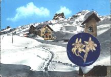 Echtes Edelweiß Passo Falzarego Edelweiß