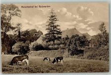 26919 W2880 Golzwarden - Marschenhof Kühe