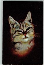 Katze Porträt Hoffmann´s Stärke Lithographie / Künstlerkarte