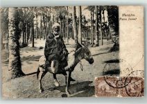 Memphis 1907 Gebrauchsspuren Esel Tracht Palm forest Marke bildseitig