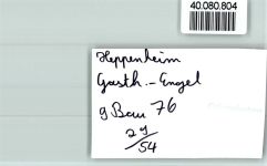 64646 W6148 Heppenheim (Bergstraße) FOTO KEINE AK Gasthaus Engel