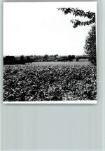 48301 W4405 Schapdetten - Foto