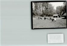 82347 W8139 Höhenried , Starnberger See FOTO KEINE AK LVA Klinik grasende Ponys