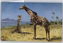 Giraffen Müller jun. (München)