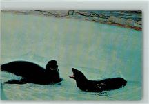 Californien Seelöwen Sea Lion Robbe