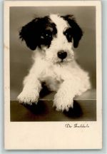 Jack Russel Terrier Welpe Terrier