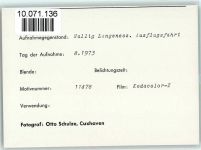 25863 W2251 Langeneß FOTO KEINE AK