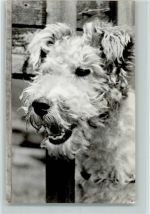Foxterrier Terrier
