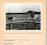 Möwen Foto montiert auf Karton Möwe FOTO KEINE AK