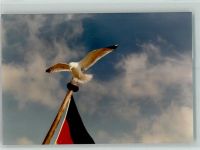 Möwe auf Deutschland-Fahne Möwe FOTO KEINE AK