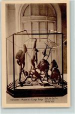 Tervuren Tervueren Musee du Congo Belge - Gorillas Hall AK Affe 1926
