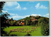 91349 W8551 Egloffstein - Schafe