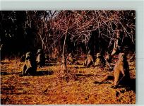 Baboons at Dawn AK Affe