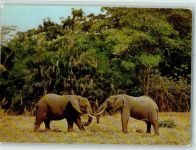 Afrikanische Elefanten AK Elefant