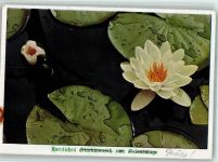 Seerosen Seerose