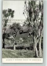 Wanganui - A Glimpse of Wanganui Trough the Cabbage Trees