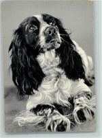 Cocker Spaniel ca 1955 AK Spaniel