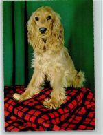 Spaniel ca 1965 AK Spaniel