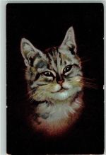 Katze AK Hoffmann´s Stärke Lithographie