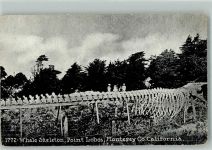 Monterey Wal Skelett, Point Lobos California Wal 1910