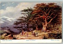 Beirut 1910 Lithographie / Künstlerkarte sign. Perlberg, F. Cedern der Libanon Tracht Pferd