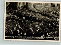 15230 O1200 Frankfurt , Oder Foto AK Stadtbusch Märzbecherwiese in Sommerfeld