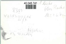 94556 W8351 Waldhäuser FOTO KEINE AK Am Schlepplift