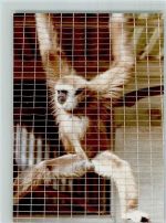W2908 Thülsfelde Tierpark Worberg Gibbon Affe FOTO KEINE AK