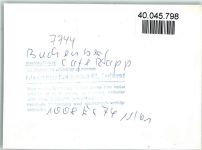 78126 W7744 Buchenberg , Schwarzw FOTO KEINE AK Cafe Rapp Vesperschinken
