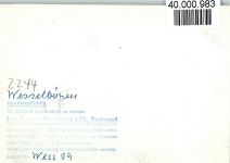 25764 W2244 Wesselburen FOTO KEINE AK Hebbelmuseum, Klappläden, Koppfsteinpflaster