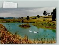 69509 W6942 Mörlenbach FOTO KEINE AK Schwäne im Stausee