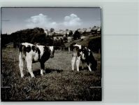 37699 W3476 Fürstenberg , Weser FOTO KEINE AK Kälber auf der Weide