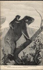 Koala Bär