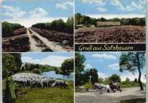 21376 W2125 Salzhausen , Lüneburger Heide - Schaf, Kutsche