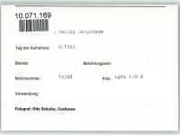 25863 W2251 Langeneß FOTO KEINE AK