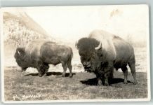 Buffalo Privatfoto AK Büffel Gebrauchsspuren